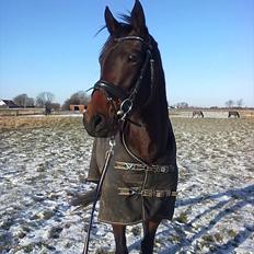 Anden særlig race Emiline