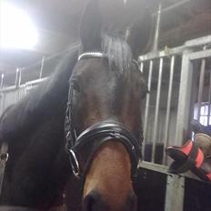 Anden særlig race Emiline