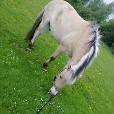 Fjordhest Lille Søgaards Rex