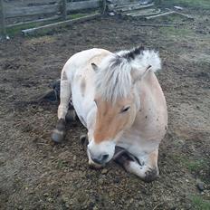 Fjordhest Lille Søgaards Rex