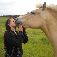 Fjordhest Lille Søgaards Rex