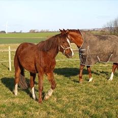 DSP Firhøjs Papalong