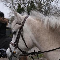 Anden særlig race Bounty