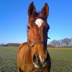 Dansk Varmblod Kielsgaardens Patug R.I.P