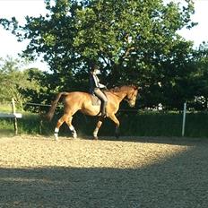Dansk Varmblod Kielsgaardens Patug R.I.P
