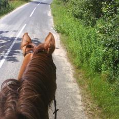 Dansk Varmblod Kielsgaardens Patug R.I.P