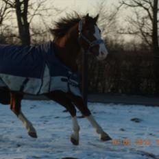 Anden særlig race Revall