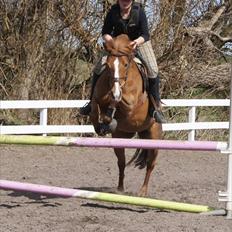 New Forest Wendy<3 (savnes  :'-( )