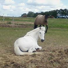 Welsh Pony (sec B) *Lille Hvid <3 R.I.P