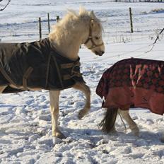 Anden særlig race Thorsvang´s Bella :-)