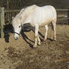 Anden særlig race Cornelius