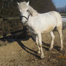 Anden særlig race Cornelius