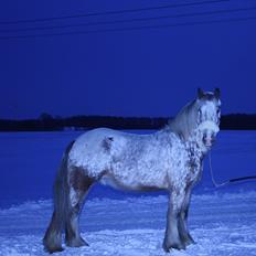 Irish Cob sjors 9 <3