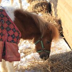 Shetlænder Thorsvang´s Tut