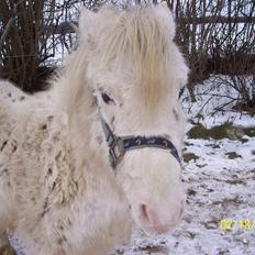 Knabstrupper Plette ( sogles )