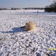 Knabstrupper Plette ( sogles )