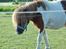 Shetlænder Oskar <3 - Sommer 2010