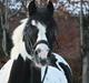 Irish Cob Mars <3 | Mit liv. <3 | 