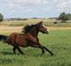 Welsh Partbred (Sec F) Holstegårds Walde