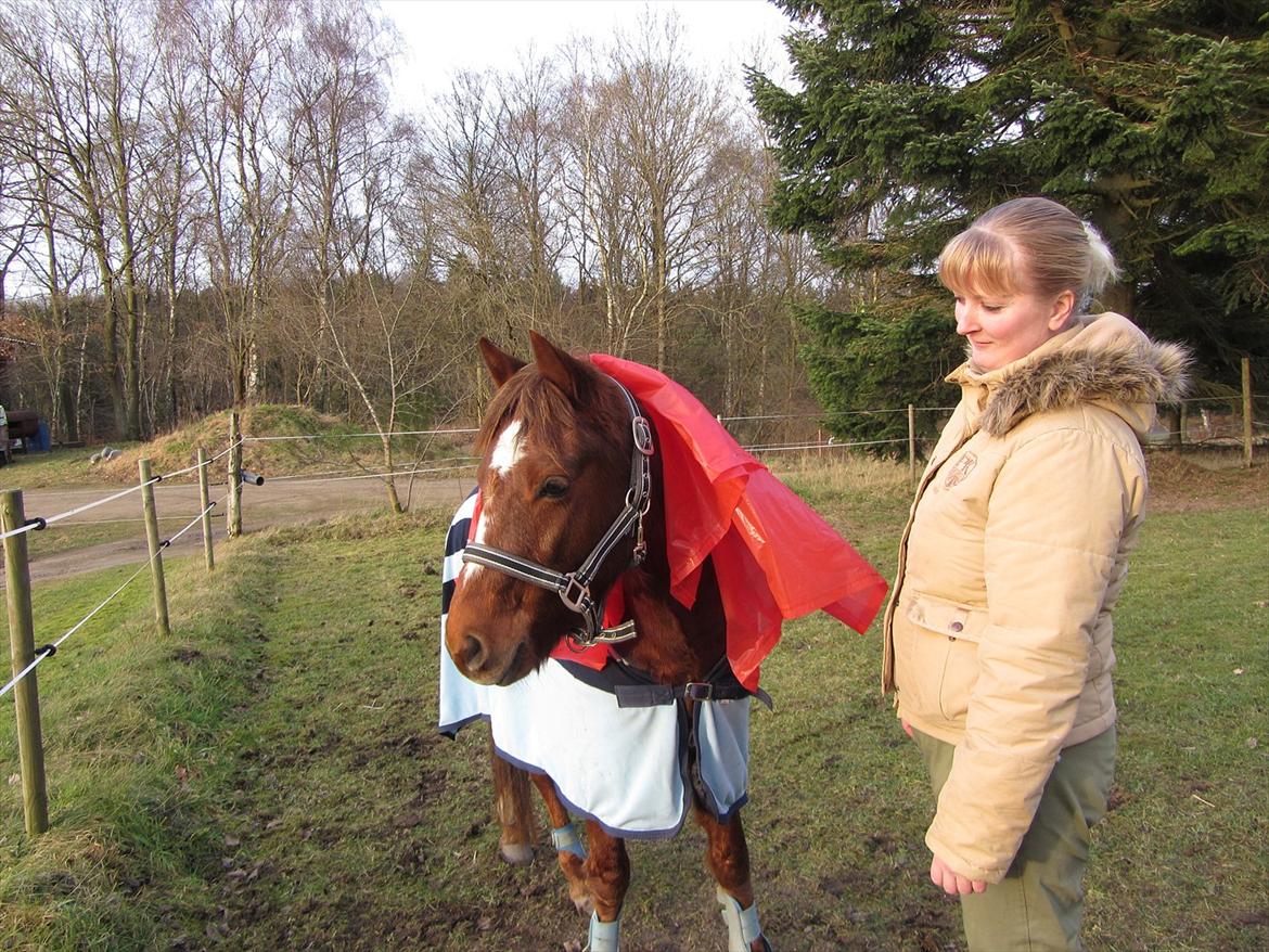 Welsh Pony (sec B) Bjerregårds Gandalf - HSM med plastik på nakken :o) billede 4