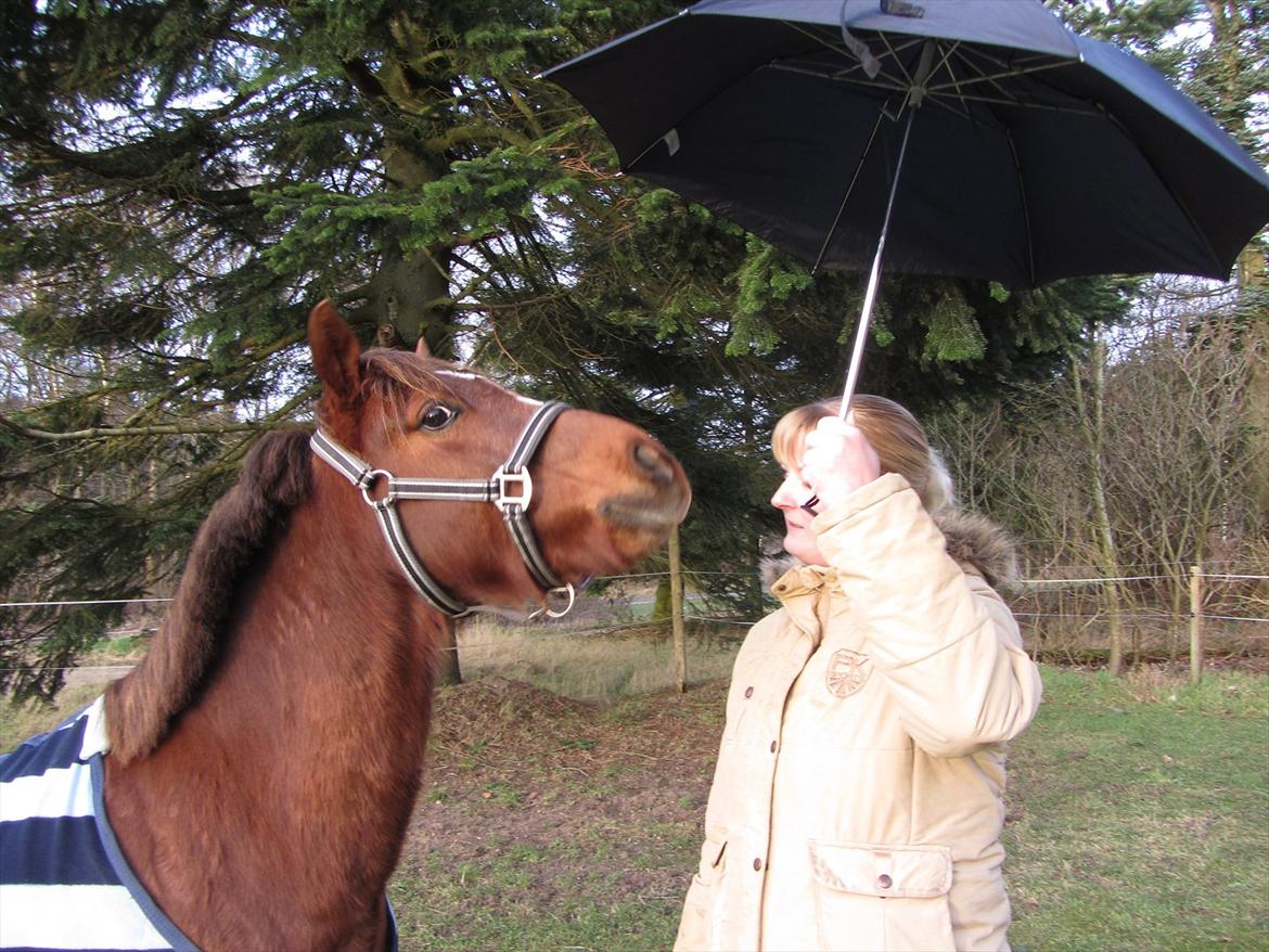 Welsh Pony (sec B) Bjerregårds Gandalf - HSM han lærer at paraplyer ikke er farlige :o) billede 6