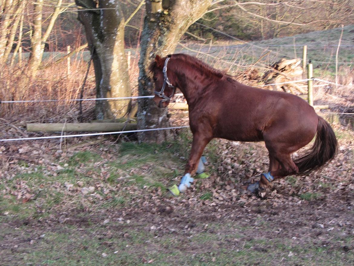 Welsh Pony (sec B) Bjerregårds Gandalf - Der bliver leget på banen med Mette, så skulle han bremser og løbe den anden vej he he billede 7