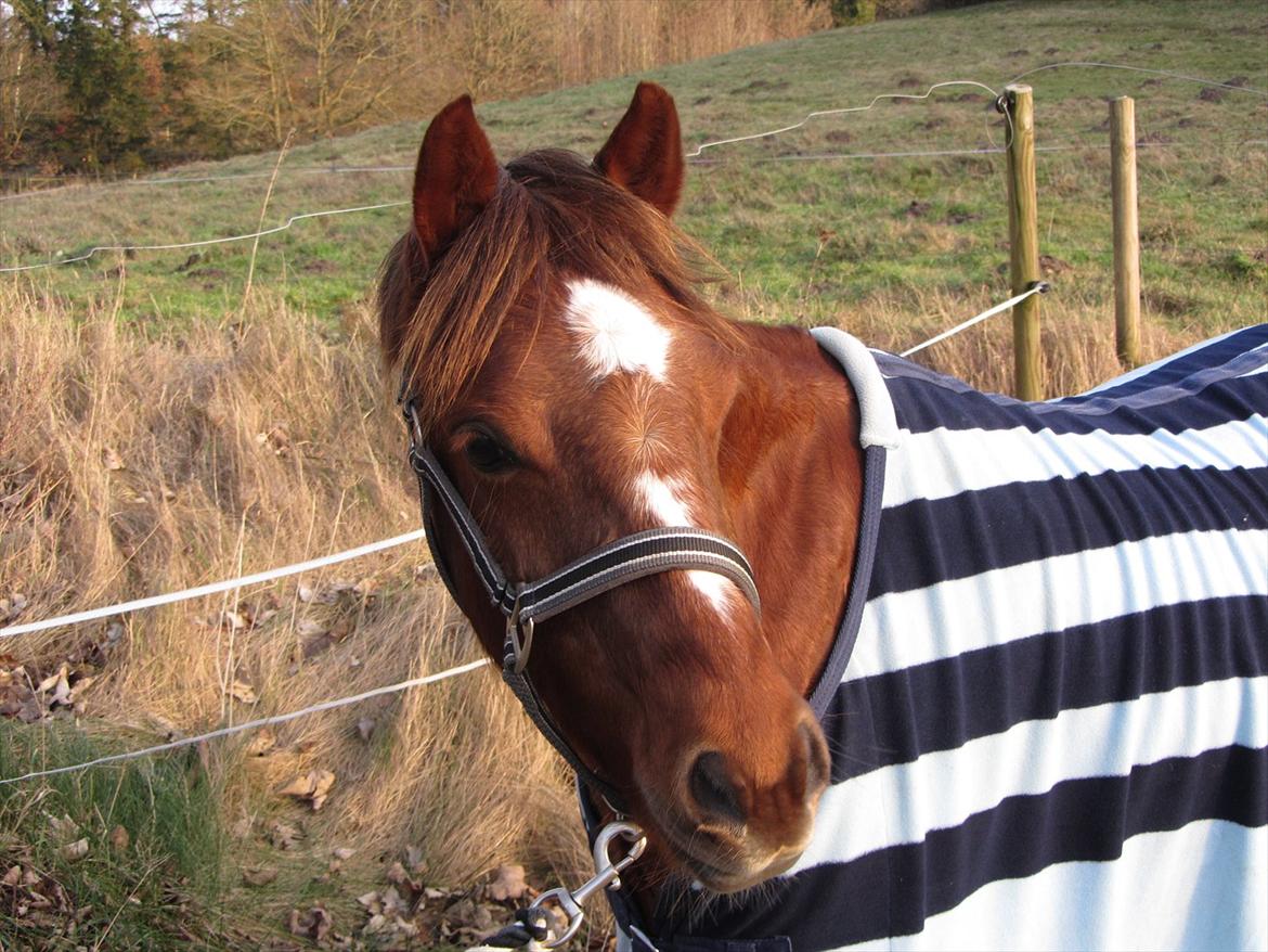 Welsh Pony (sec B) Bjerregårds Gandalf billede 2