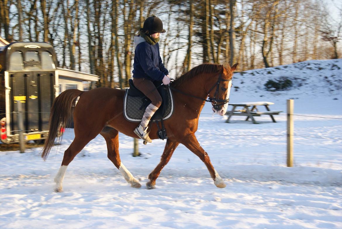 Hollandsk Sportspony Vos  billede 1