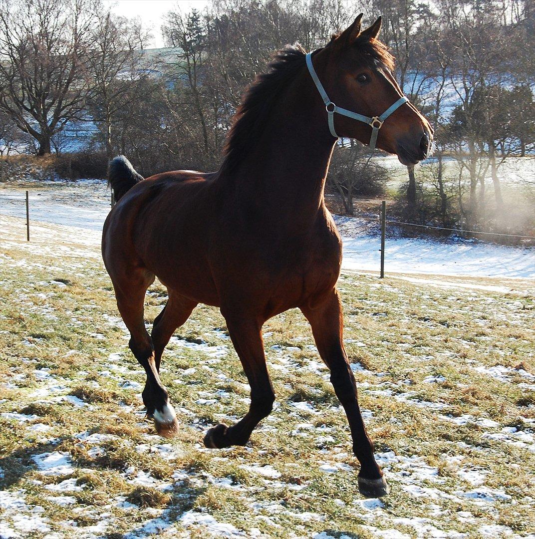 Anden særlig race Louzarina<3 (Baby-hesten) - Leg på folden:p

4-2-2012 billede 12