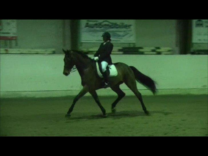 Dansk Varmblod Avlbogårds Melando billede 16