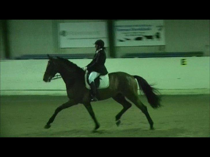 Dansk Varmblod Avlbogårds Melando billede 17