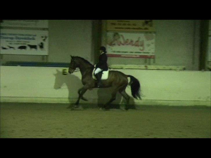 Dansk Varmblod Avlbogårds Melando billede 18