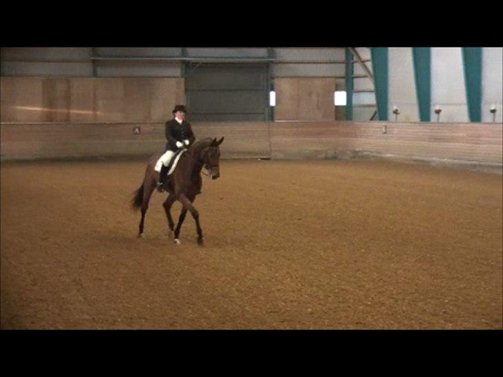 Dansk Varmblod Avlbogårds Melando billede 19