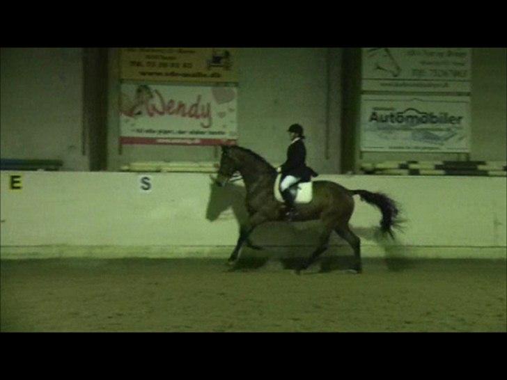 Dansk Varmblod Avlbogårds Melando billede 20