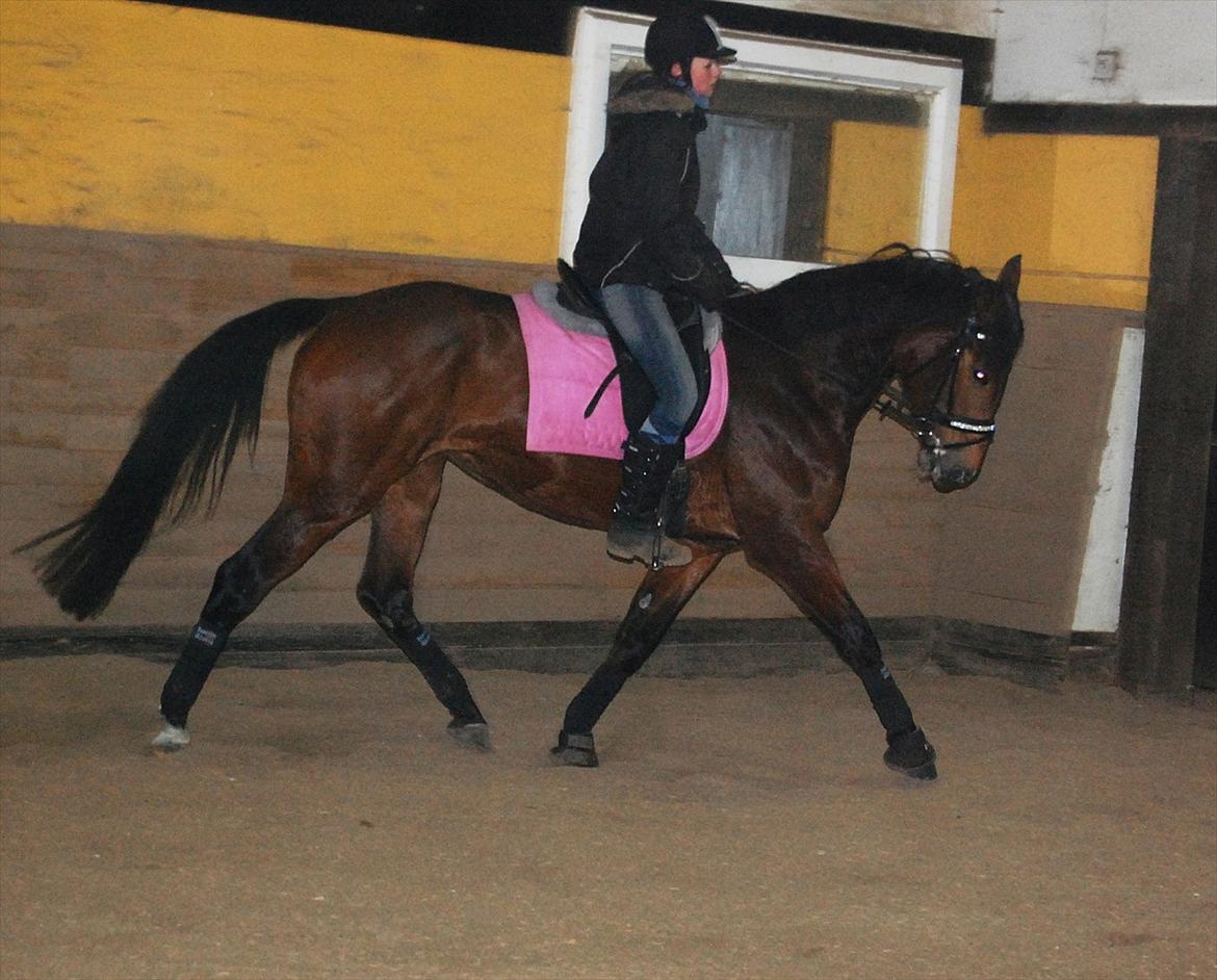 Anden særlig race Louzarina<3 (Baby-hesten) - Dressur-træning:)

5-2-2012 billede 18