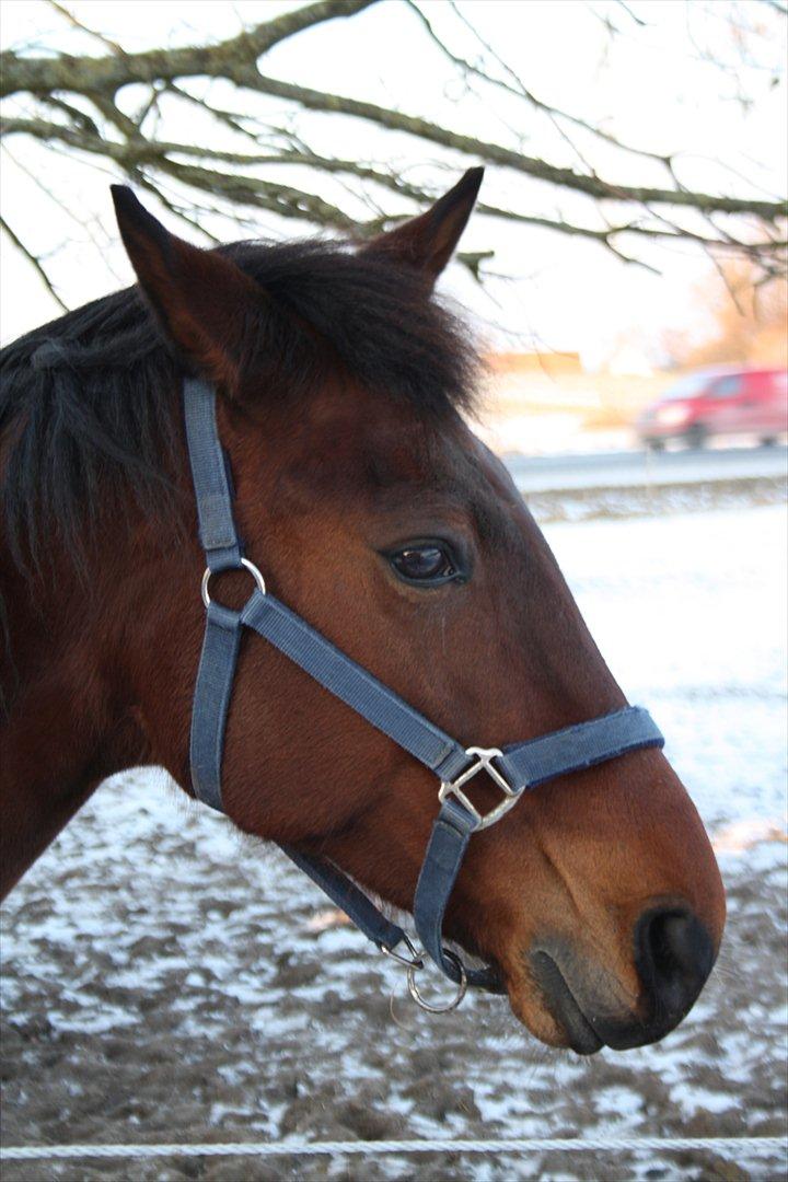 Traver Gismo Silk billede 16