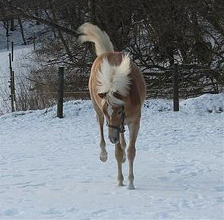 Tyroler Haflinger Albion af Bakkelund - Bukkeprins! :D
Desværre er kvaliteten blevet dårligere, da jeg har beskæret billedet :) billede 9