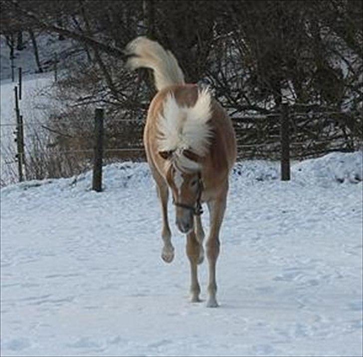 Tyroler Haflinger Albion af Bakkelund - Bukkeprins! :D
Desværre er kvaliteten blevet dårligere, da jeg har beskæret billedet :) billede 9