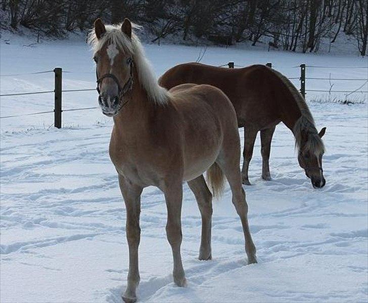Tyroler Haflinger Albion af Bakkelund billede 11