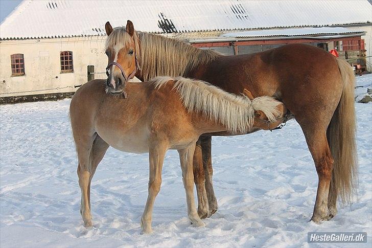 Tyroler Haflinger Albion af Bakkelund - Mors dreng :) billede 15