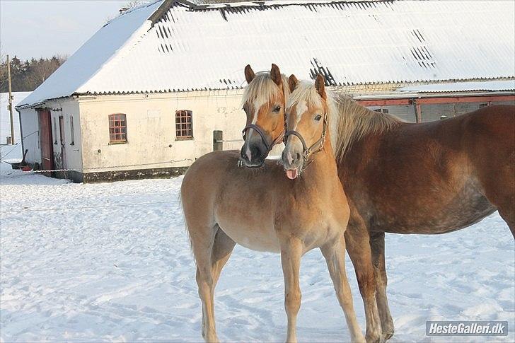 Tyroler Haflinger Albion af Bakkelund billede 17