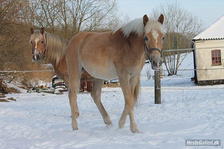 Tyroler Haflinger Albion af Bakkelund billede 16
