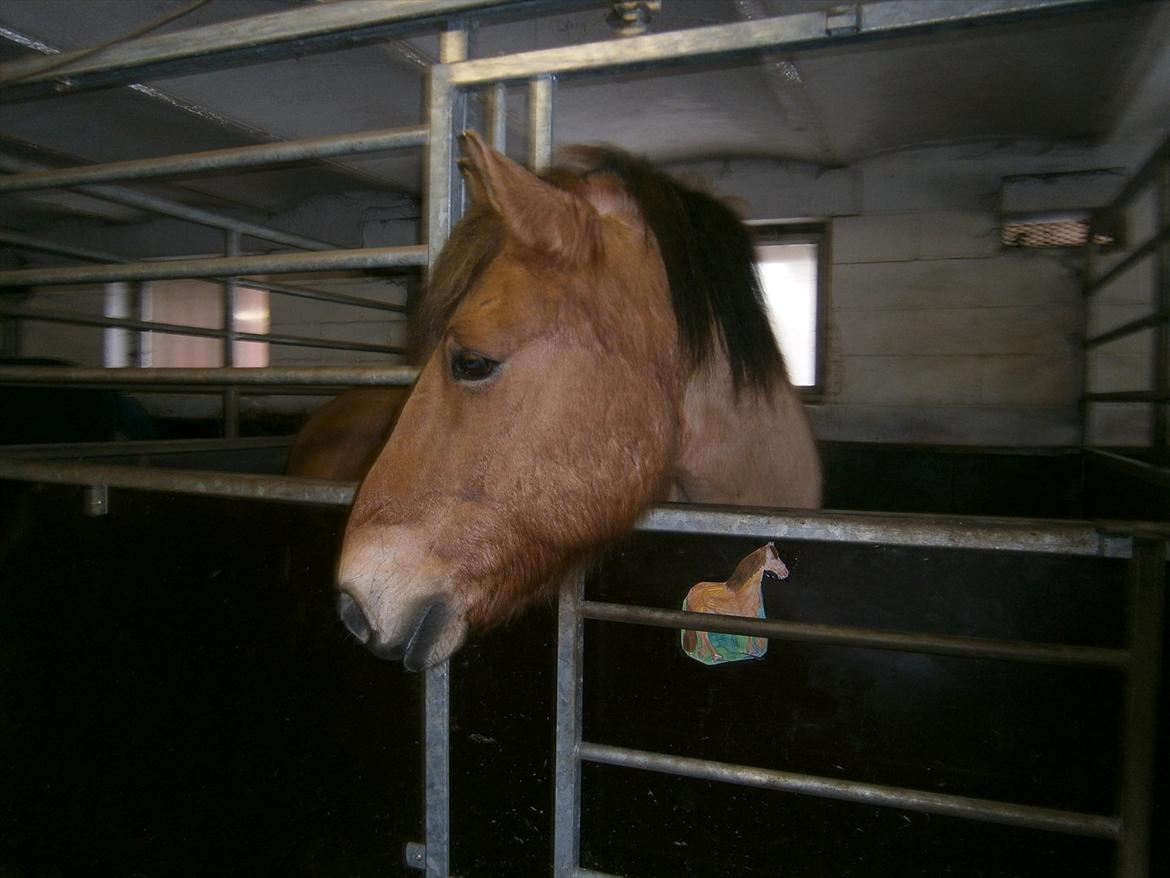 Anden særlig race Lukas billede 5