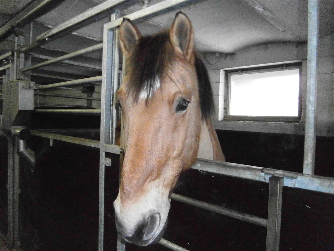 Anden særlig race Lukas billede 6