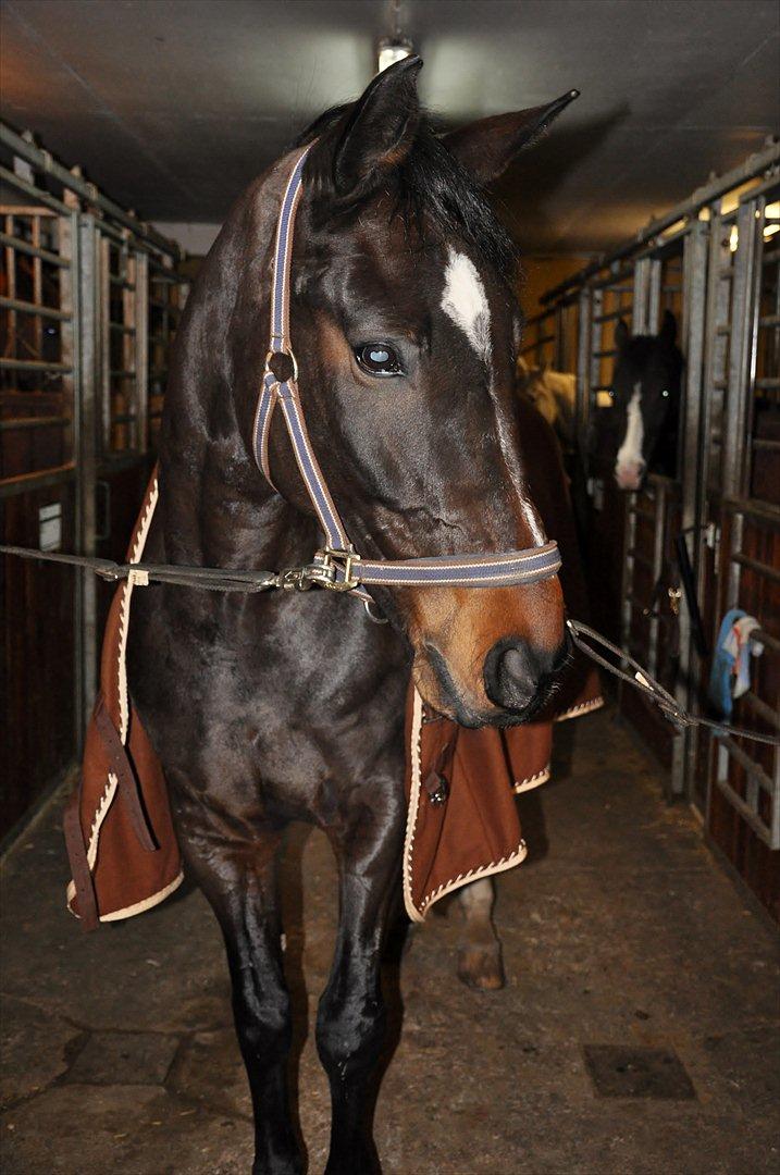 Zangersheide Conette Z *Nettie* - 
Billed taget d. 06.02.12 billede 2