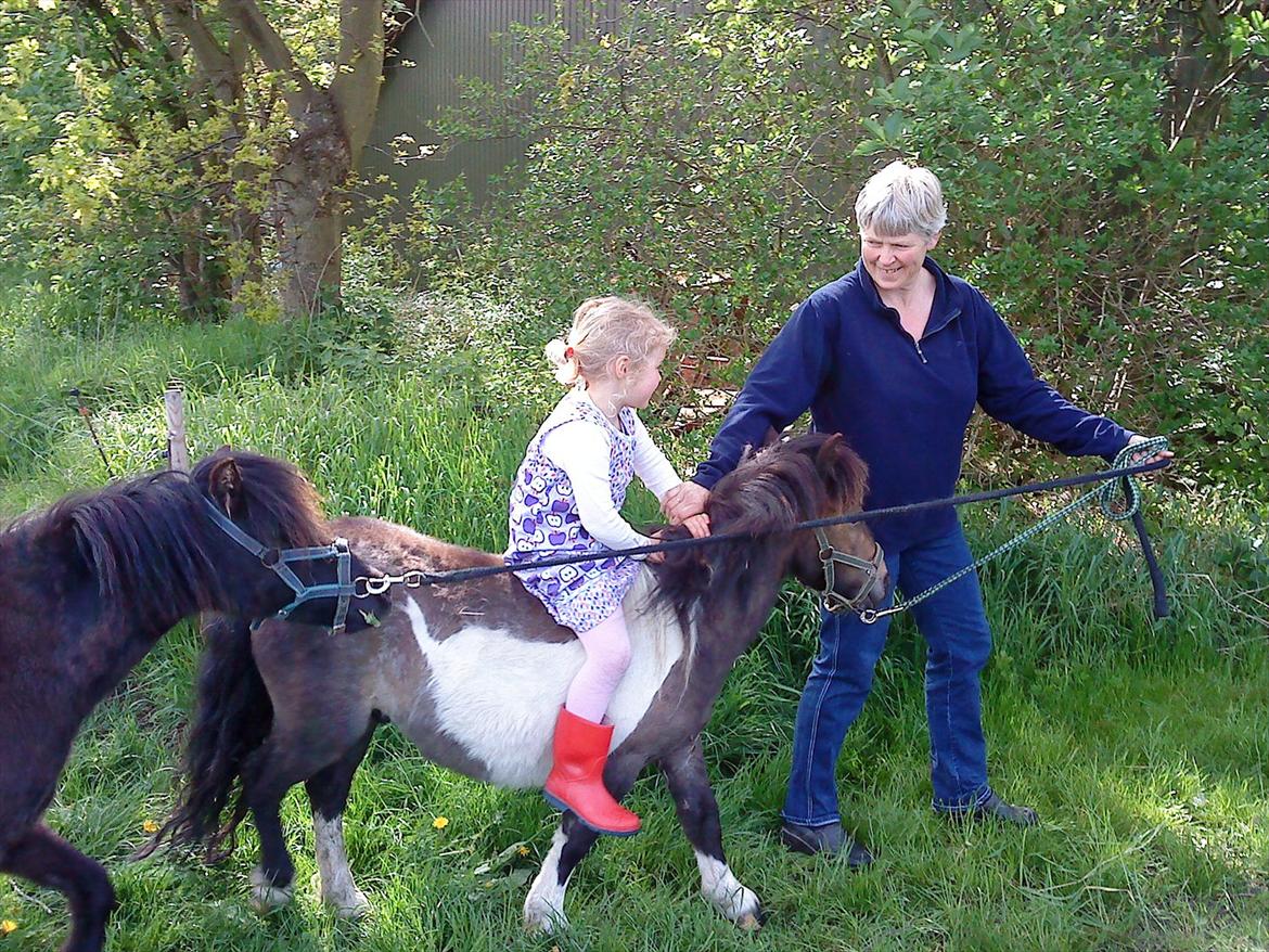 Shetlænder Julius billede 4
