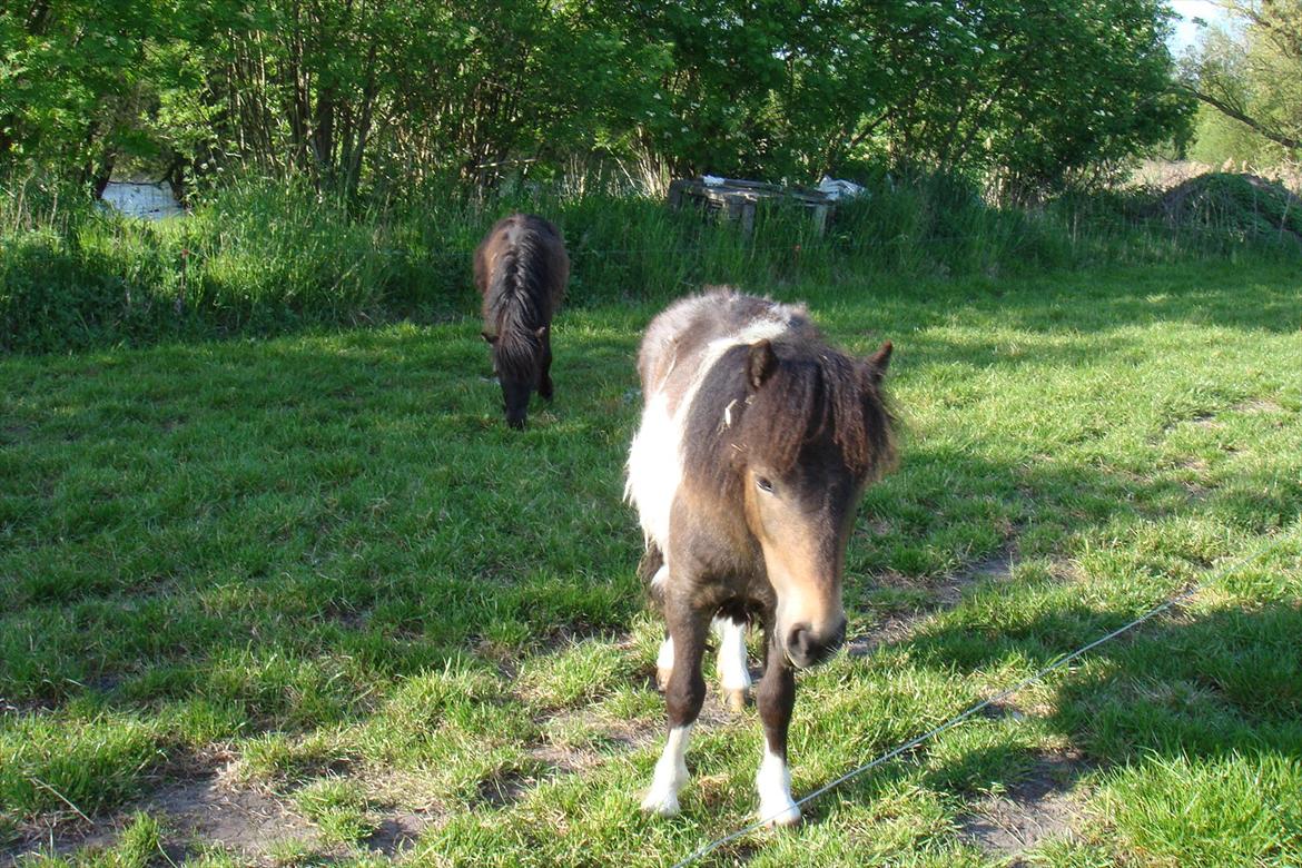 Shetlænder Julius - da jeg lige havde fået ham.
en af de første dage han var på græs(-: billede 5