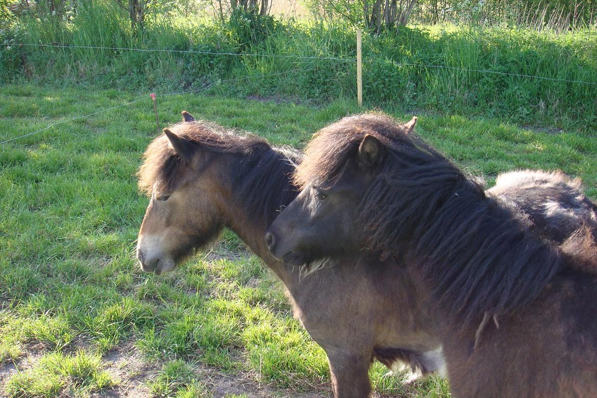 Shetlænder Julius billede 6