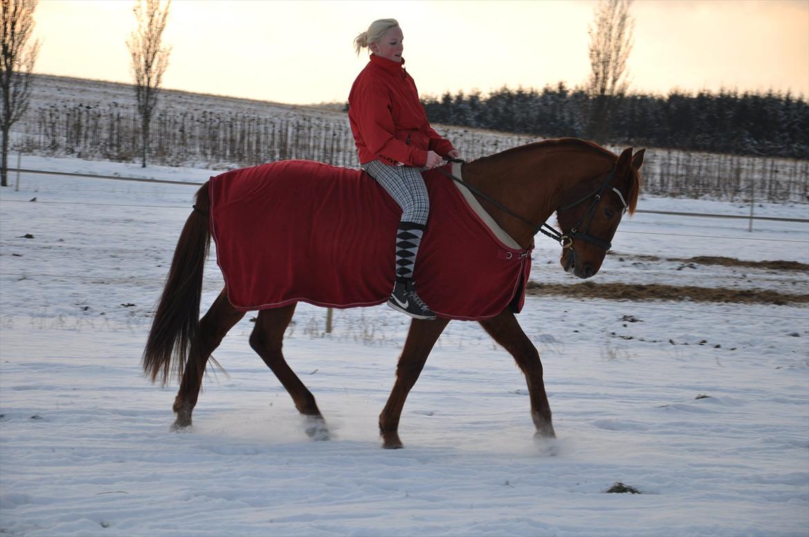 Traver Ferrari (Mr. King) - Det er ironisk at vi lader vores dårlige dage gå udover hesten uden at forvente at deres dårlige dage ikke skal gå udover os. Ferrari og jeg feb. 2012 <3 billede 19