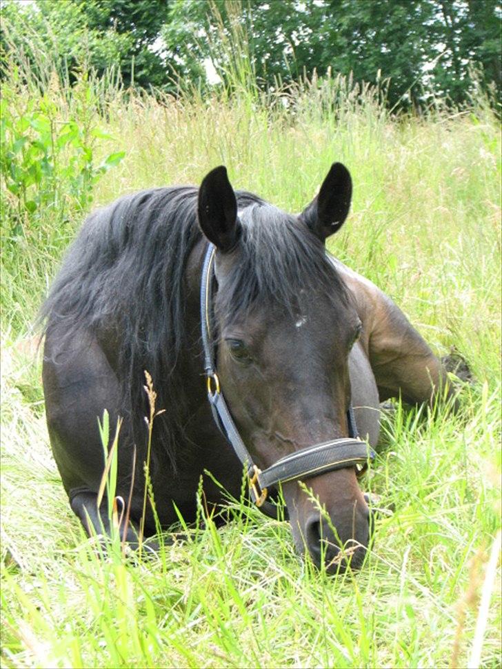 DSP Højlund´s Miss Taitini billede 1